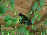 richmond birdwing butterfly